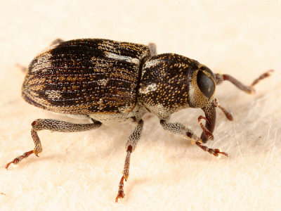 Weevils - Subfamily Conoderinae