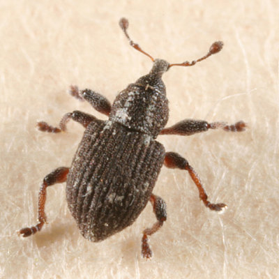 Tanysphyrus lemnae