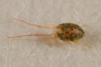 Tetranychidae - Spider Mites