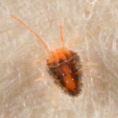 Spider Mite - Tetranychidae - Bryobiinae - Bryobia sp.