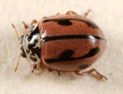 Lady Beetles - Genus Mulsantina