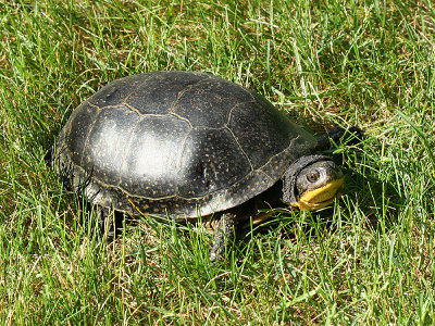 Blandings Turtle - Emydoidea blandingi