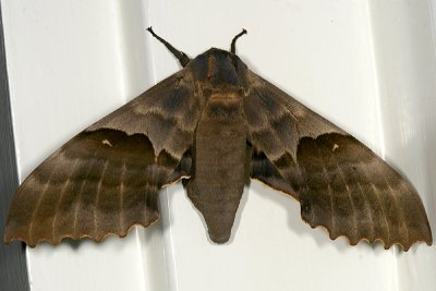 7828 - Modest Sphinx - Pachysphinx modesta