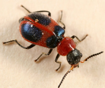 Collops quadrimaculatus