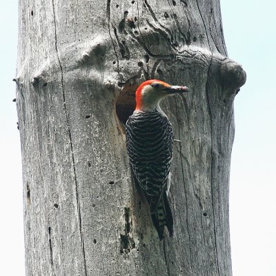 Red-bellied Woodpecker - Melanerpes carolinus (male at the nest cavity)