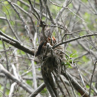 American Robin - Turdus migratorius (feeding young)