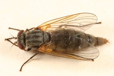 Symphoromyia pleuralis (female)