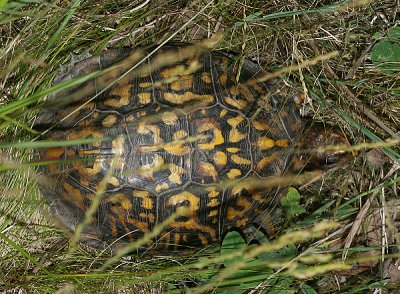 Eastern Box Turtle - Terrapene carolina