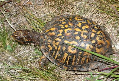 Eastern Box Turtle - Terrapene carolina