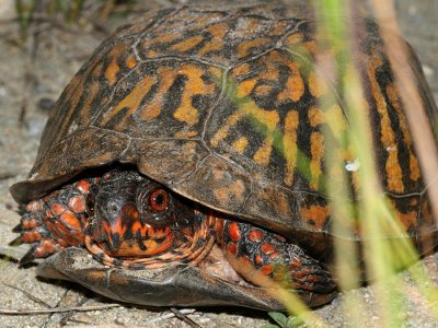 Eastern Box Turtle - Terrapene carolina