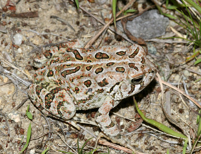 Fowler's Toad - Anaxyrus fowleri