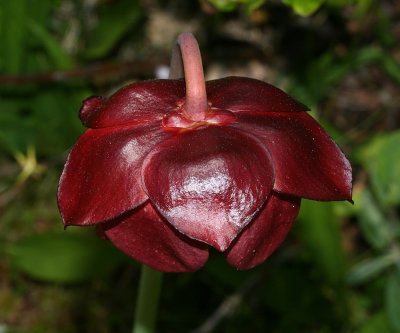 Northern Pitcher Plant - Sarracenia purpurea