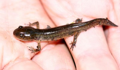 Jefferson's Salamander - Ambystoma jeffersonianum