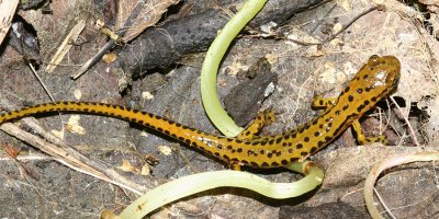 Long-tailed Salamander -  Eurycea longicauda