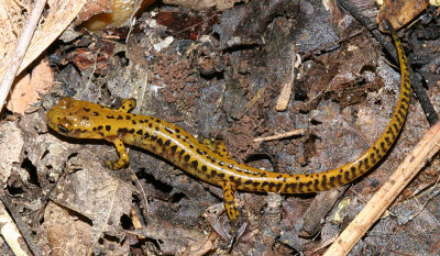 Long-tailed Salamander -  Eurycea longicauda