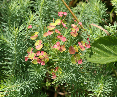 Cypress Spurge - Euphorbia cyparissias