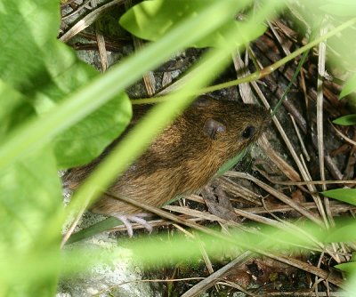 Meadow Jumping Mouse - Zapus hudsonius