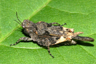 Pygmy Grasshoppers - Tetrigidae