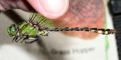 Brook Snaketail - Ophiogomphus aspersus