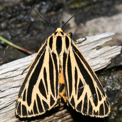 8175 - Little Virgin Tiger Moth - Grammia virguncula