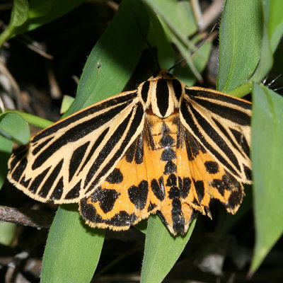 8175 - Little Virgin Tiger Moth - Grammia virguncula