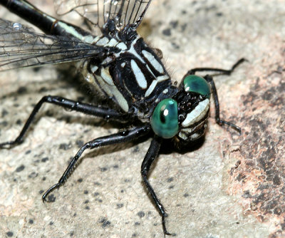 Sable Clubtail - Gomphus rogersi (male)