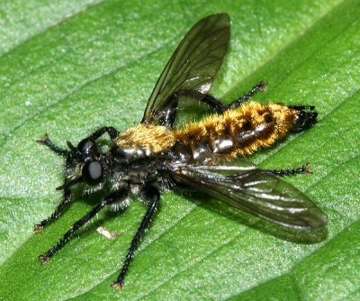 Laphria sericea/atkis complex