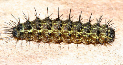8090 - Painted Lichen Moth caterpillar - Hypoprepia fucosa