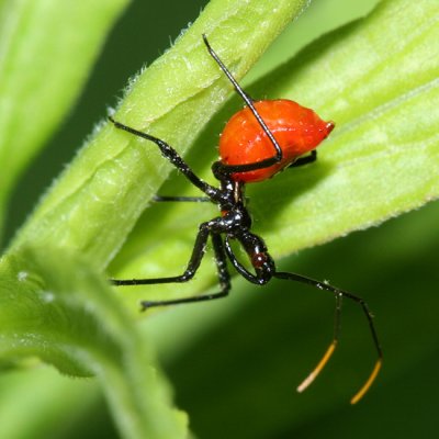 Wheel Bug nymph - Arilus cristatus