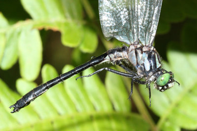 Mustached Clubtail - Gomphus adelphus