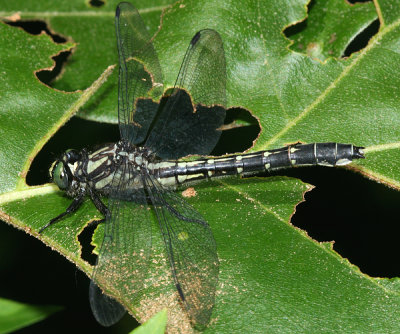 Mustached Clubtail - Gomphus adelphus (female)