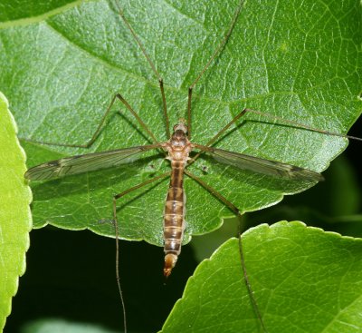 Tipula sp.