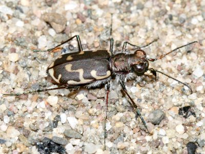 Common Shore Tiger Beetle - Cicindela repanda