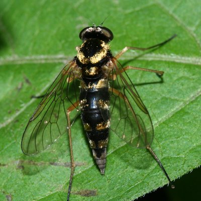 Ornate Snipe Fly - Chrysopilus ornatus