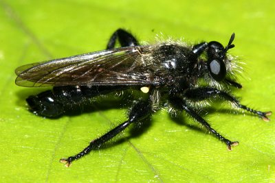 Laphria canis complex