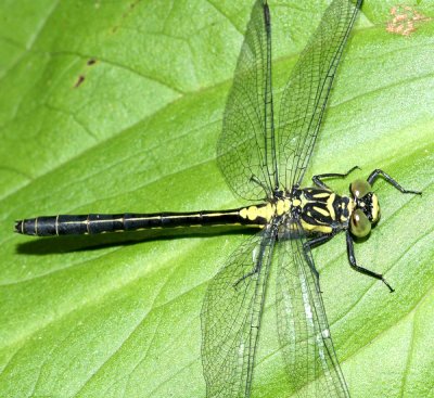 Dragonflies of New Jersey