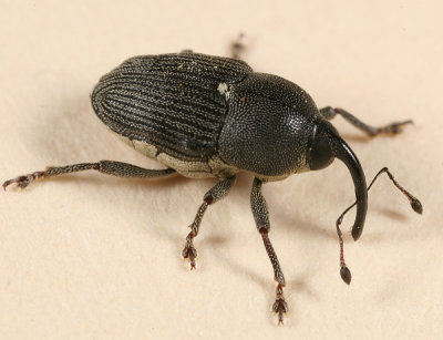 Odontocorynus salebrosus