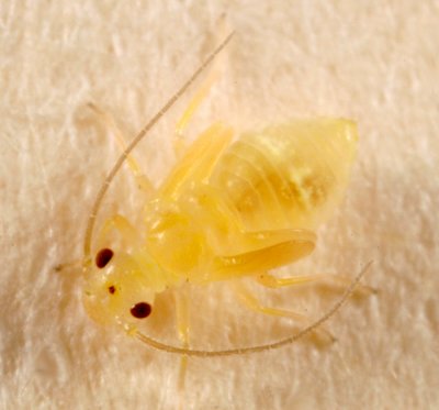 Psocoptera nymph