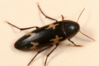 False Darkling Beetles - Melandryidae
