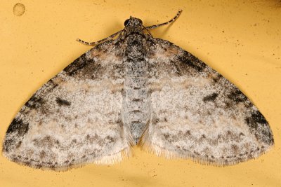 7640 - Powdered Bigwing - Lobophora nivigerata