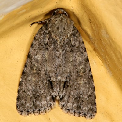 9245 -- Hesitant Dagger Moth -- Acronicta haesitata