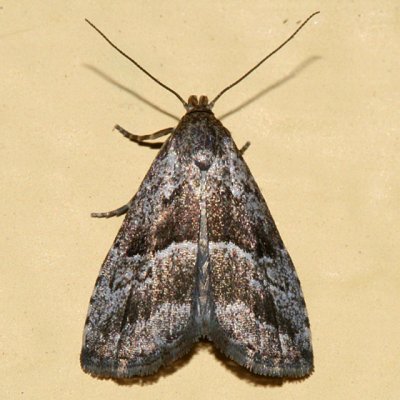 8420 - Large Hypenodes Moth - Hypenodes caducus