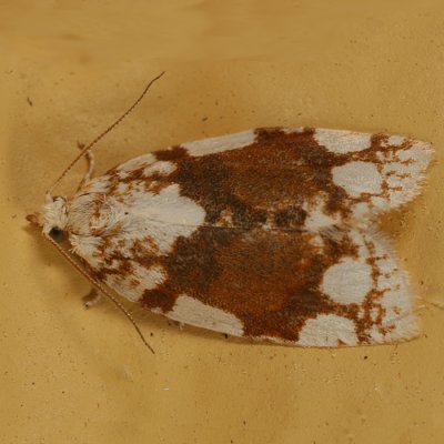 3624 -- White-spotted Leafroller Moth -- Argyrotaenia alisellana