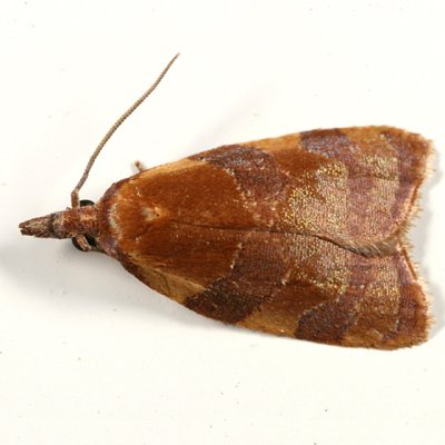 3716 - Spring Dead-leaf Roller  - Sparganothis diluticostana