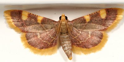 5524 -- Clover Hayworm Moth -- Hypsopygia costalis