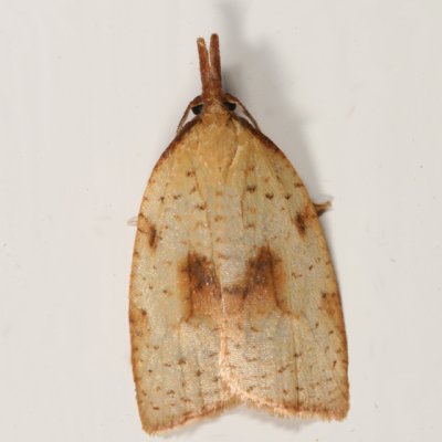 3706 - Mosaic Sparganothis Moth - Sparganothis xanthoides