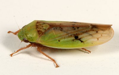 Leafhoppers genus Ponana