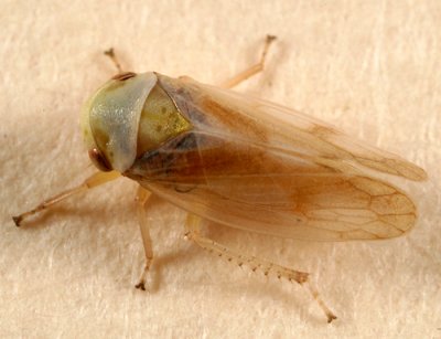 Oncopsis citra