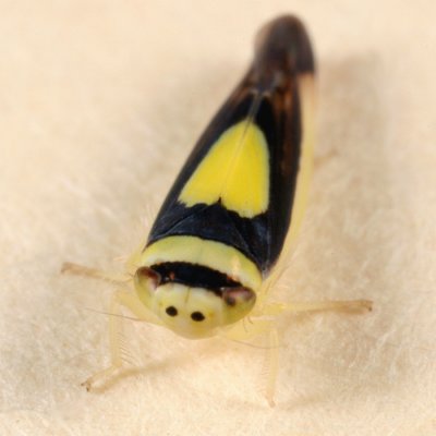 Saddled Leafhopper - Colladonus clitellarius