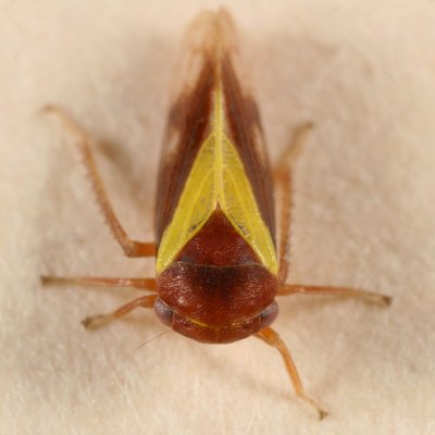 Oncopsis flavidorsum (female)